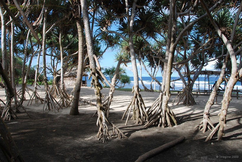 169- Un bois de pandanus en bordure de la plage au vent.JPG